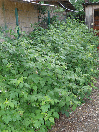 noutati 010 - gradina 2012