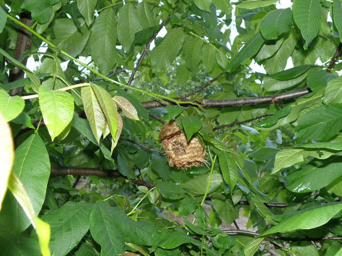 noutati 014 - gradina 2012