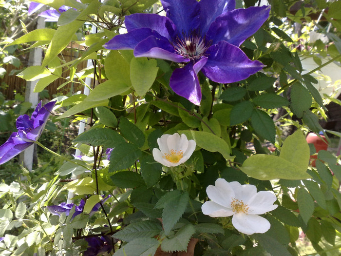 13052012 - Clematis