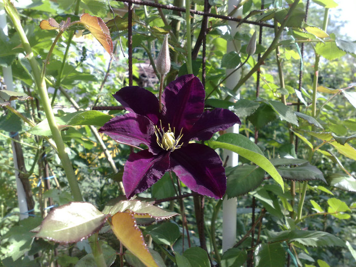12052012 - Clematis