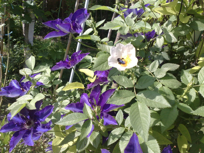 12052012 - Clematis