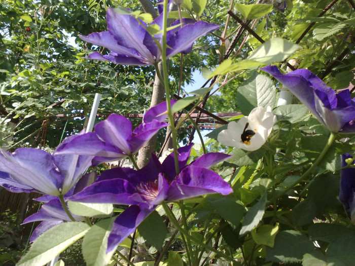 12052012 - Clematis