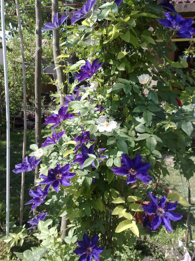13052012 - Clematis
