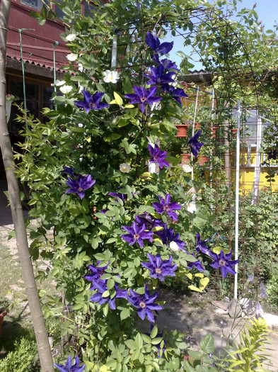 13052012 - Clematis