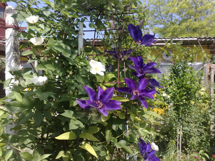 13052012 - Clematis