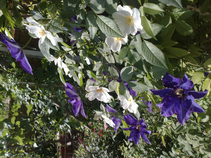 15052012 - Clematis