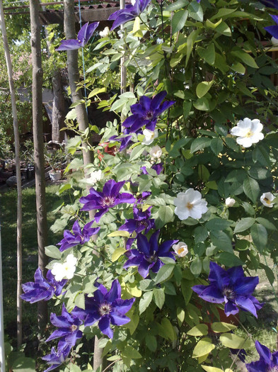 14052012 - Clematis