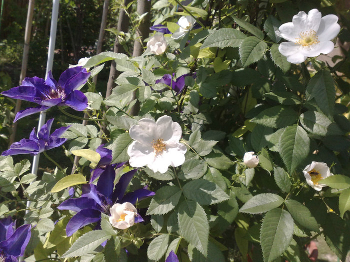 14052012 - Clematis