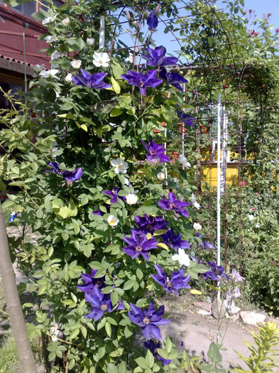 14052012 - Clematis