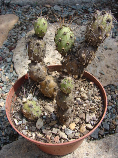 Cumulopuntia berteri - Tephrocactus
