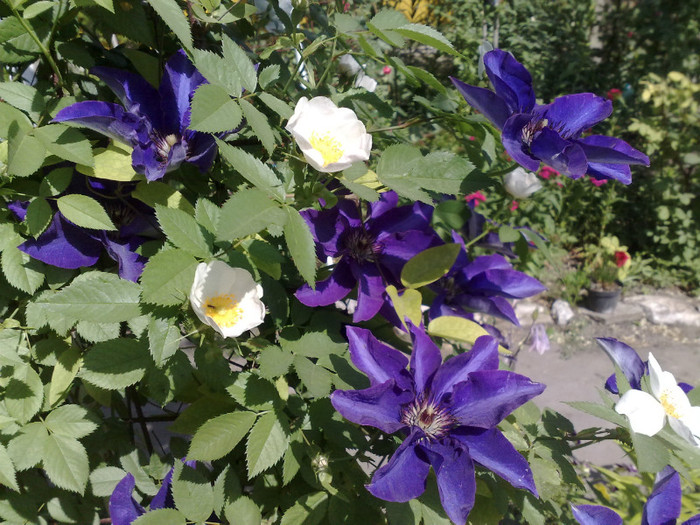 14052012 - Clematis