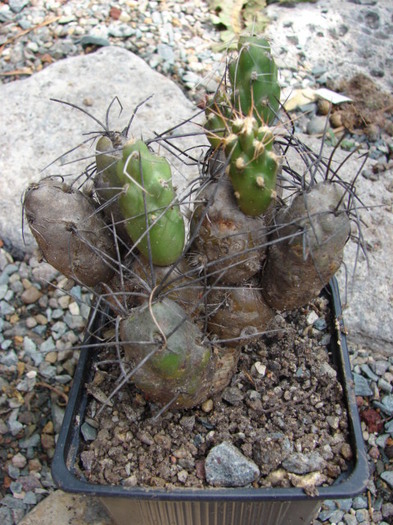 Cumulopuntia boliviana - Tephrocactus