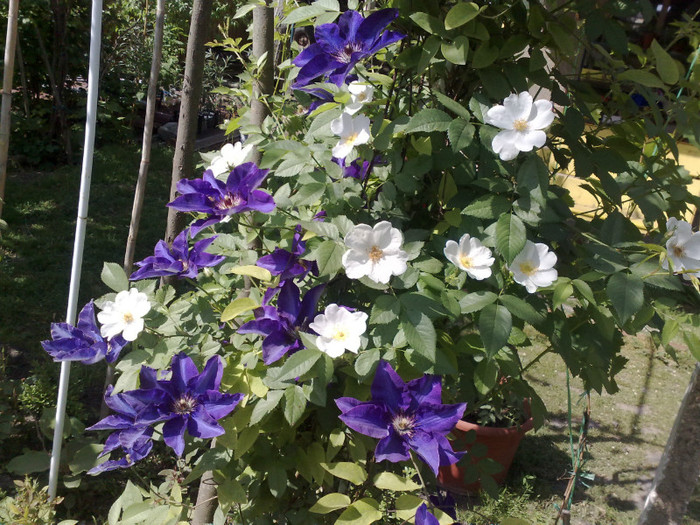15052012 - Clematis