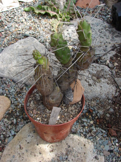 Cumulopuntia boliviana ferox - Tephrocactus