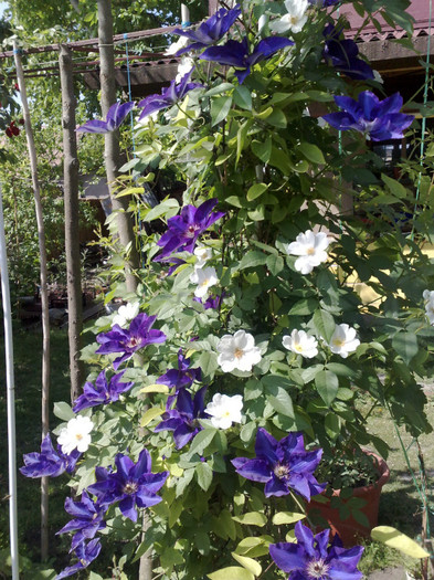 15052012 - Clematis