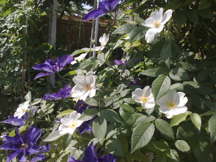 15052012 - Clematis