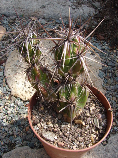 Grusonia invicta - Tephrocactus