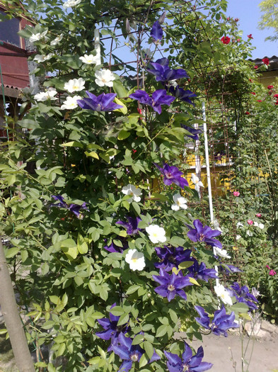 15052012 - Clematis