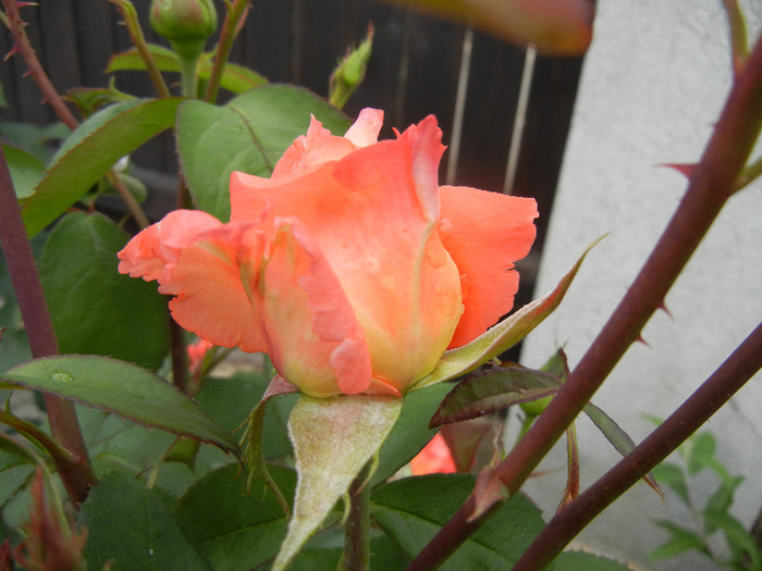 Rose Artistry (2012, May 18)