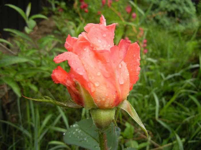 Rose Artistry (2012, May 19)