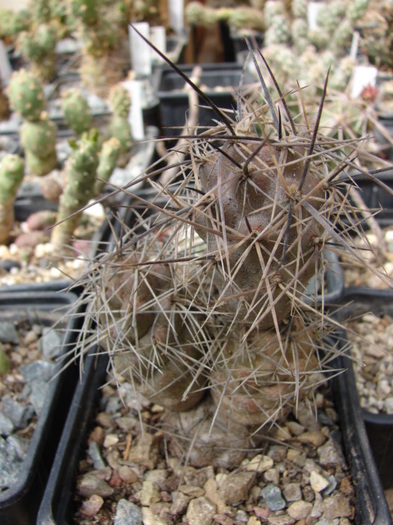 Tephrocactus alexanderi v bruchii - Tephrocactus