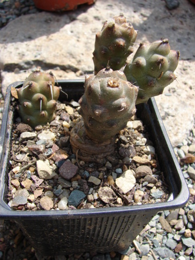 Tephrocactus articulatus - Tephrocactus