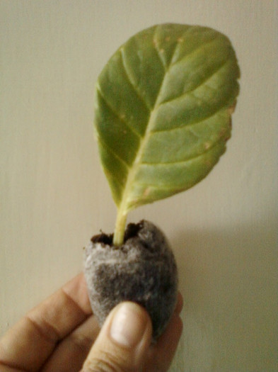 gloxi alb cu mijloc rosu; merylou
