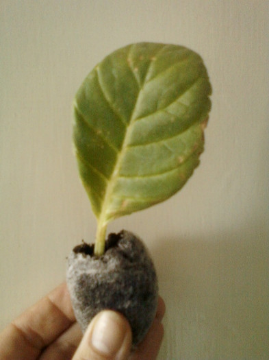 25 mai 2012-flori 011 - primite