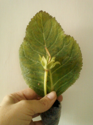 25 mai 2012-flori 012 - primite
