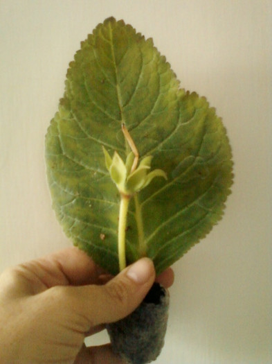25 mai 2012-flori 014 - primite