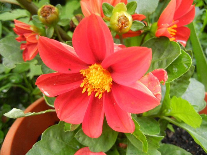 Dahlia Figaro Red (2012, May 20) - Dahlia Figaro Red