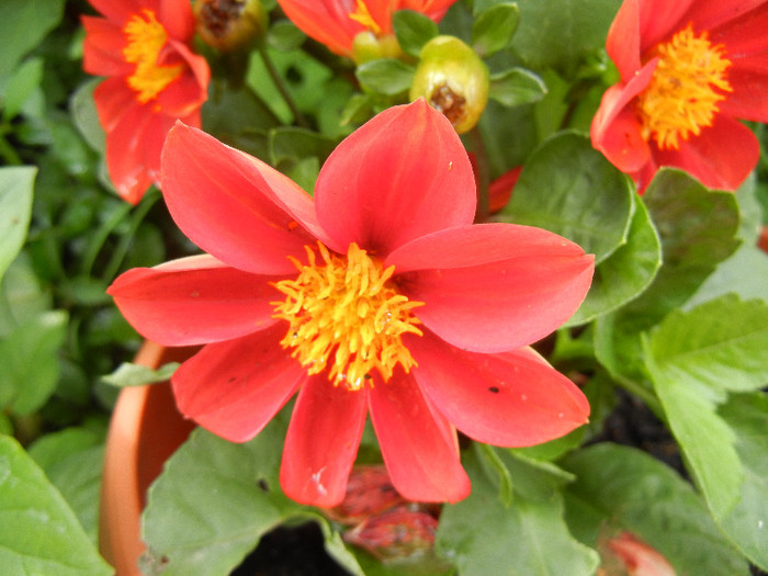 Dahlia Figaro Red (2012, May 23)