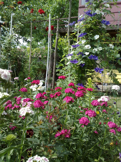 17052012 - Clematis