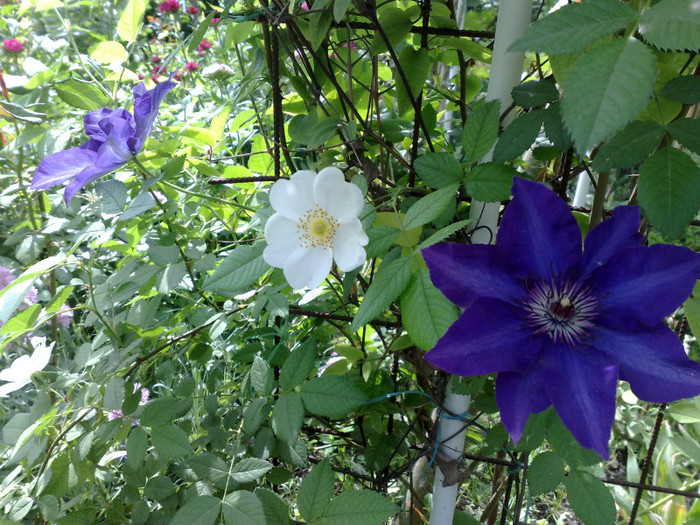 The President - Clematis