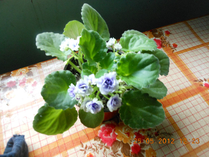 Optimara Little Moonstone