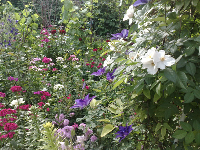 18052012 - Clematis