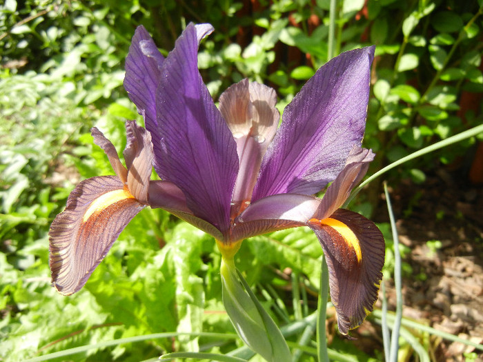 Iris Eye of the Tiger (2012, May 21)