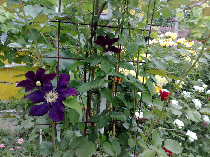19052012 - Clematis