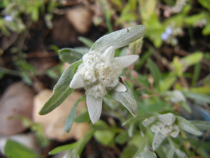 Leontopodium alpinum (2012, May 17)