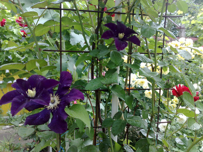 Warszawska Nike - Clematis