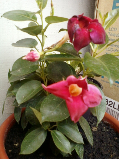 25 mai 2012-flori 024 - dipladenia mandevilla