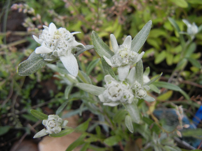 Leontopodium alpinum (2012, May 21)