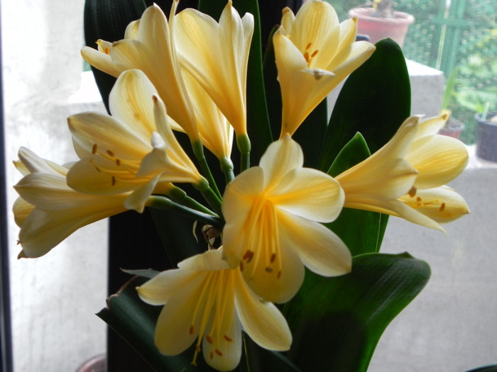  - CLIVIA