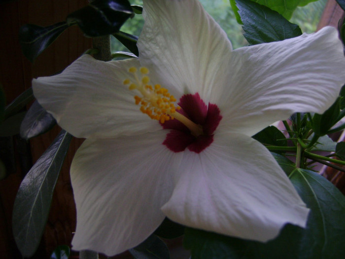  - hibiscus alb