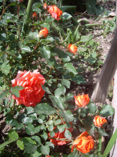 IMGP1823 - trandafiri 2012