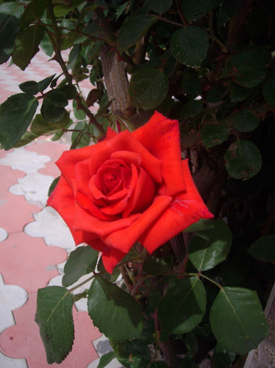 IMGP1825 - trandafiri 2012