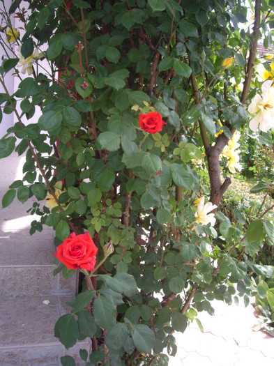 IMGP1827 - trandafiri 2012