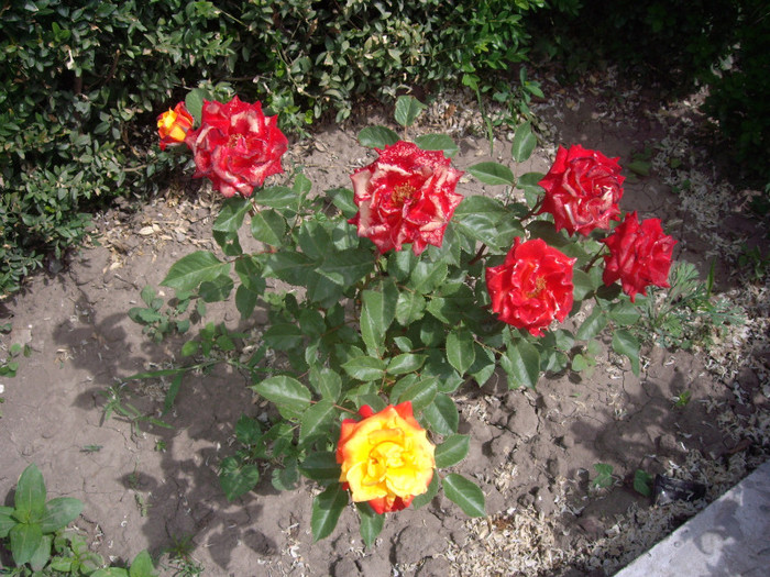 IMGP1828 - trandafiri 2012