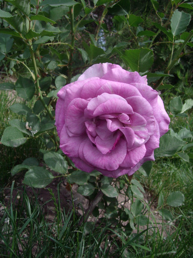 IMGP1835