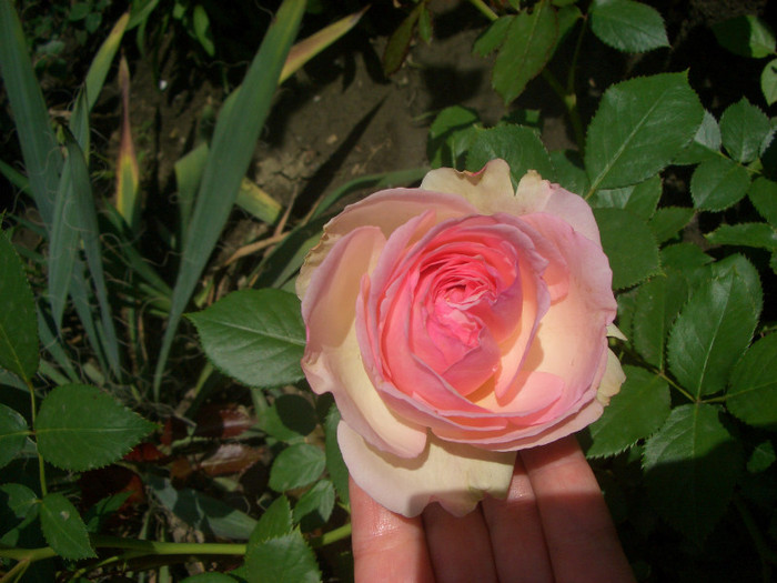 CIMG5200 - trandafiri 2012